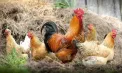 Nu e glumă! Rușii care au mai mult de 10 găini, rațe sau alte păsări în curte sunt obligați să le declare statului și să le înregistreze la veterinar - VIDEO
