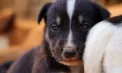 Cruzime față de animale la Drochia și Bălți: un câine ucis, zeci de oi și capre lăsate să moară. Două persoane, sancționate penal