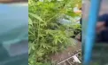 Seră cu cânepă, arme și droguri de peste un milion de lei, descoperite la Bălți. Un tânăr de 24 de ani, vizat de anchetă - VIDEO