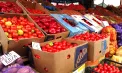 Recoltă bogată, prețuri în cădere. Fermierii din Republica Moldova riscă să nu-și acopere nici cheltuielile pentru legume: „Lucrăm la limita supraviețuirii” - VIDEO