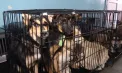 Circa 160 de câini și pisici din Băcioi - sterilizați, vaccinați antirabic și deparazitați gratuit în cadrul campaniei „Responsabil pentru animale”- VIDEO