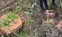 „Acesta e copac uscat la voi?” Garda Națională de Mediu publică imagini cu tăieri ilegale la Călărași. Reacția Moldsilva - VIDEO