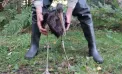 A supraviețuit prăbușirii cuibului, a traversat patru țări, inclusiv Ucraina, și a ajuns în Moldova. Povestea emoționantă a cocostârcului negru din Estonia, găsit împușcat la Rîșcani - VIDEO