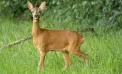 Caz de braconaj la Călărași. O femelă de căprior, împușcată ilegal lângă Novaci
