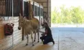 A trăit 12 ani în sălbăticie, iar acum aduce zâmbete în centrele de îngrijire: povestea măgăriței Wanda, ajunsă semifinalistă într-un concurs național - VIDEO