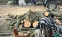 Tăieri ilegale de copaci în trei localități din Drochia: Mai multe persoane sunt cercetate penal. Cu ce pedepasă s-ar putea alege - VIDEO