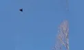 Alertă la granița României: O dronă a căzut în zona localităţii Plauru și a provocat un incendiu. Zona este securizată, iar MApN face cercetări