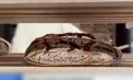 Pâine de lux în Manhattan: 60 de dolari pentru o franzelă din patru ingrediente - VIDEO