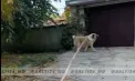 Clipe de groază pe o stradă din Bălți: o femeie a fost doborâtă și rănită de un Alabai. Mai mulți trecători au intervenit pentru a o salva - VIDEO