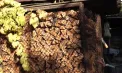 „De intrat în iarnă am, dar de ieșit, Domnul știe”: oamenii de la sate se tem că nu vor avea suficiente lemne pentru sezonul rece. Ce spune Ministerul Mediului - VIDEO