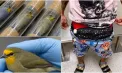 Un bărbat - prins pe Aeroportul din Miami cu 10 păsări vii ascunse în lenjeria intimă. Ce l-a dat de gol și de ce a recurs la acest gest
