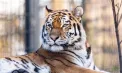 Un bărbat a fost ucis de un tigru la o grădină zoologică din Marea Britanie. Ce au transmis reprezentanții parcului
