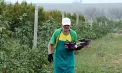 De la prune și piersici la smochine: un fermier din Hagimus a descoperit o cultură mai profitabilă: „În glumă am schimbat, apoi pe internet am citit și am găsit codul cum să le înmulțesc" - VIDEO