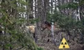 Cernobîl, la 40 de ani de la explozia nucleară: 13 specii de animale sălbatice prosperă în zona interzisă. Ce spun cercetătorii