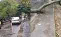 Incident în sectorul Botanica: un copac s-a prăbușit peste drum, blocând accesul mașinilor și pietonilor. Imaginile, suprinse de martori - VIDEO