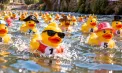 O rățușcă a adus bronzul Moldovei la un campionat mondial neobișnuit, organizat în Italia