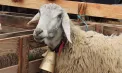 Festivalul oilor și caprelor, la Cimișlia: Crescătorii din toată țara și-au adus cele mai frumoase animale, iar vizitatorii au putut cumpăra produse locale - VIDEO