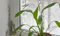 Mucegaiul din casă poate fi o problemă mai mare decât pare! Ce plante de apartament poți avea în locuință și ce trebuie să știi 