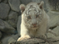 Patru pui de tigru alb au facut senzatie la o Gradina Zoologica din Japonia - VIDEO