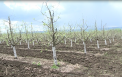 Ingheata, nu ingheata? Asta-i intrebarea. Cum se pregatesc fermierii sa infrunte temperaturile scazute - VIDEO