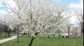 Revine primavara in acest weekend. Ce temperaturi ne asteapta in urmatoarele zile
