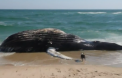 VIDEO / O balena de 30 de metri lungime a esuat pe malul Pacificului