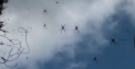 Imagini RARE si INSPAIMANTATOARE: A plouat cu paianjeni in Australia. Explicatia specialistilor - VIDEO