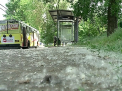 Ninge cu puf in capitala. Plimbarile prin parcuri, INSUPORTABILE: "In ochi, in gura, in nas - e peste tot" - VIDEO