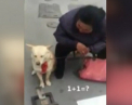 Un caine din China rezolva exercitii de matematica. Filmuletul care a strans mii de vizualizari pe internet - VIDEO