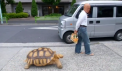 Cu testoasa uriasa la plimbare: un barbat isi plimba animalul de companie in fiecare zi pe strazile din Tokyo. Imaginile fac furori pe internet - VIDEO