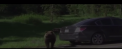 I-a bagat in sperieti: Un urs a luat cu asalt masina in care se afla o familie americana. Cum s-a incheiat totul - VIDEO