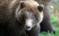 Panica la gradina zoologica. Un urs grizzly a vrut sa sparga geamul despartitor de turisti cu o piatra: "\'A lovit de 5 ori"