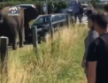 Un dresor a enervat un elefant: Cum se comporta animalul INFURIAT - VIDEO