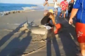 Au prins din greseala un rechin tigru. Ceea ce urmeaza dupa aceea este remarcabil. VIDEO