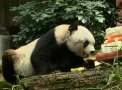Cea mai longeviva panda, sarbatorita la Hong Kong. Ce varsta a implinit ursuletul - VIDEO