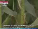 Lacustele au pus stapanire pe sudul Rusiei in numar DEZASTRUOS de mare: "Daca intind aripile ajung pana la 12 cm" - VIDEO