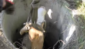 VIDEO - 9 salvatori, echipamente speciale si o macara: Totul pentru a scoate un vitel dintr-o fantana de canalizare. Cum a decurs operatiunea NEOBISNUITA