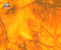 Incendiile de vegetatie continua sa parjoleasca statul american California. Flacarile au mistuit mii de hectare si au distrus locuinte - VIDEO