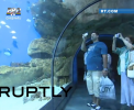 La Moscova a fost inaugurat un parc acvatic unde pot fi admirate mii de creaturi marine: L-au vizitat peste 80.000 de oameni in primele 5 zile - VIDEO
