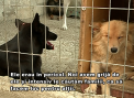 Sunt luati de pe strada, plasati intr-un azil, apoi asteapta ca cineva sa-i ia ACASA: De ziua mondiala a animalelor fara adapost, azilul "Insula Sperantei" a fost aprovizionat de oameni marinimosi cu mancare si medicamente - VIDEO