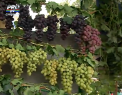 Cimislia a devenit pentru o zi capitala strugurilor: Oameni din toate colturile republicii au venit sa se laude cu recolta dulce la festivalul Strugurel - VIDEO