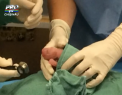 Sarbatoare dubla la o gradina zoologica din Washington: Una dintre femelele panda a adus pe lume doi pui - VIDEO