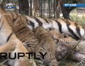 Bucurie in parcul safari din Crimeea: Doua femele tigru au nascut 6 pui, cate 3 fiecare - VIDEO