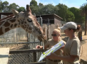Animalele de la o Gradina Zoologica din California sunt invatate... sa picteze. Unde ajung lucrarile acestora - VIDEO