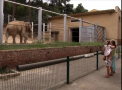 S-a redeschis menajeria inundata: Gradina Zoologica din capitala Georgiei, restaurata partial dupa ce inundatia a ucis aproape 300 de animale - VIDEO