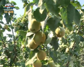 A ramas acasa si a investit impreuna cu tatal sau intr-o livada de GUTUI BIO: Un orheian are cea mai mare livada de gutui ecologice din republica - VIDEO