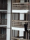 S-au trezit cu un oaspete neasteptat in propriul apartament: Un urs s-a urcat la un balcon de la etajul 3, dupa mirosul de mancare - VIDEO