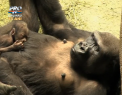 Sarbatoare intr-o gradina zoologica din Chicago, unde s-a nascut un pui din specia rara de gorile - VIDEO