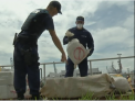 Captura record de droguri, de 41 de milioane de dolari: Paza de coasta americana a confiscat incarcatura - VIDEO