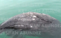 Balena cu doua capete, esuata pe o plaja, in Mexic. Imaginile video sunt unice